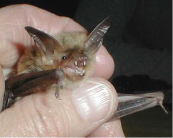 Fringed myotis